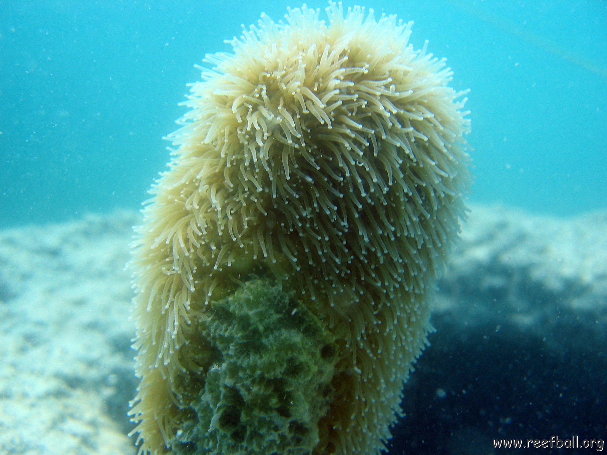 snorkeltrail_043