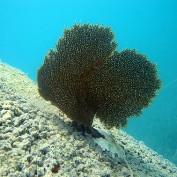 snorkeltrail_019