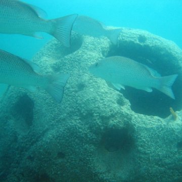 snorkeltrail_029