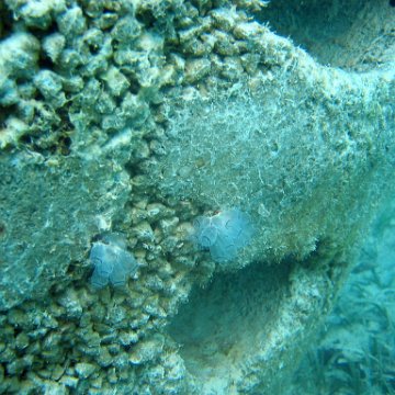 snorkeltrail_035