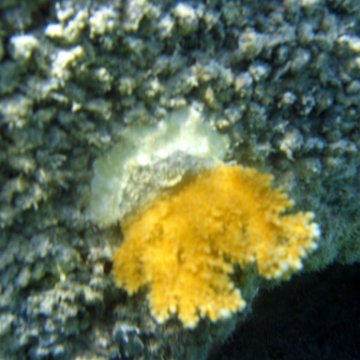 snorkeltrail_048