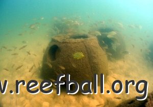 NSW Australia reef-reefs-3