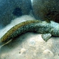 NSW Australia reef-estuary-catfish