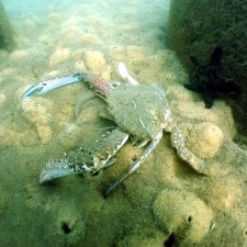 NSW Australia reef-lm-blue-swimmer