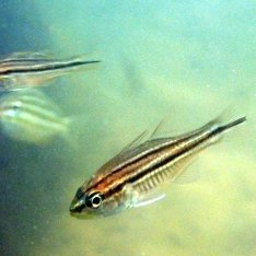 reef-striped-cardinal-fish