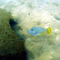 reef-yellowtail-leatherjacket