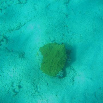 Nearby Baseline  Reefs