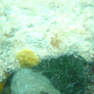 Reefball2004 015