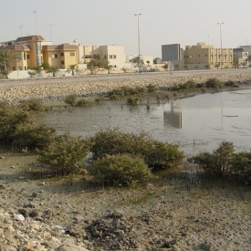 mangroverestoration