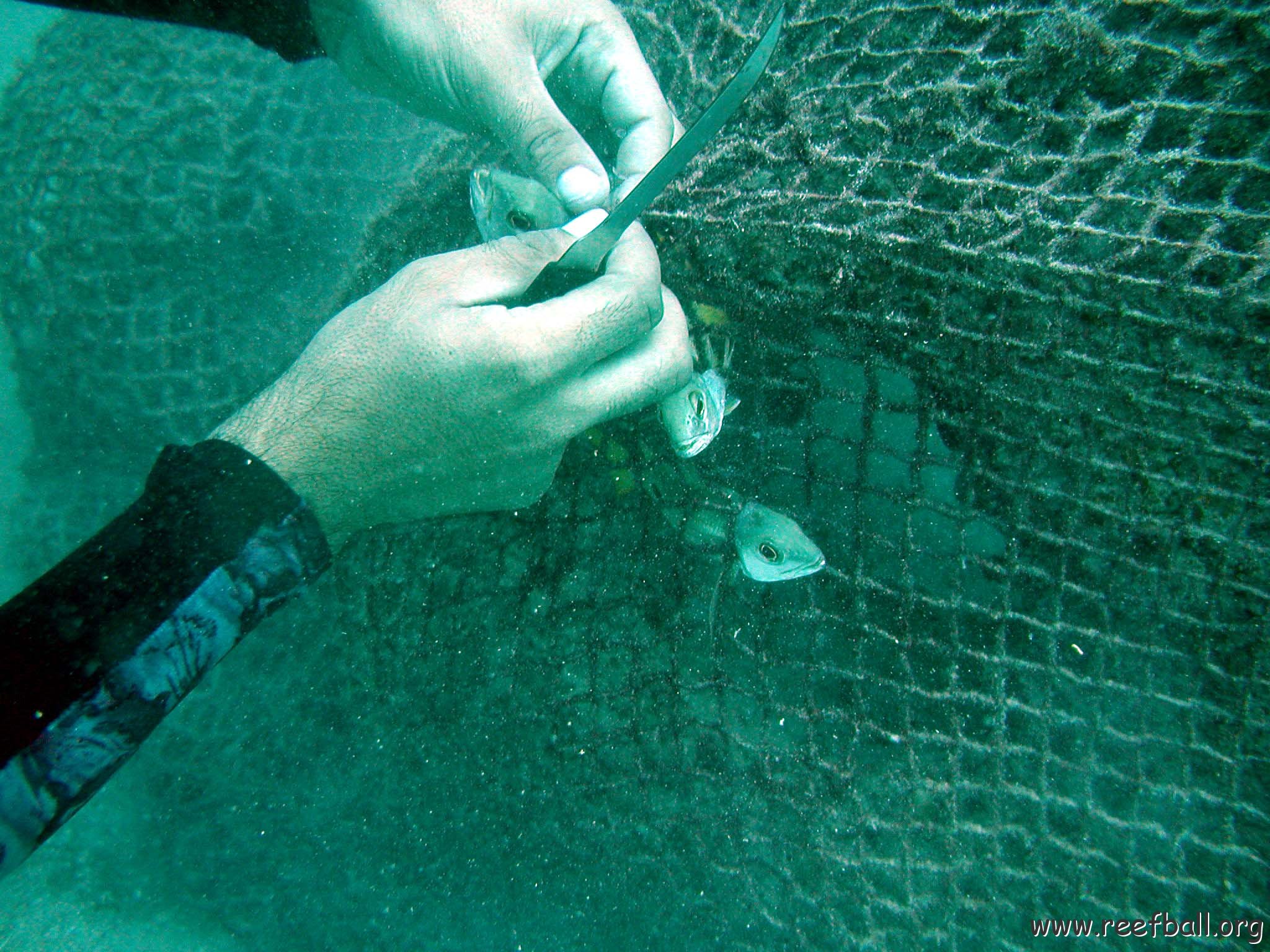 bahrain_net_fish_release