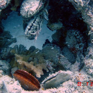 Underwater Monitoring Shots of Reef Balls