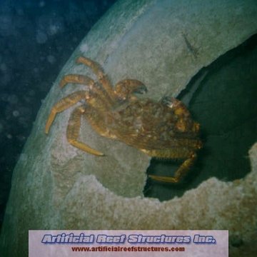 Phase II Monitoring 2005-2006 of newly deployed pier extension reef balls