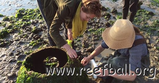 PointPinoleOysterMonitoring