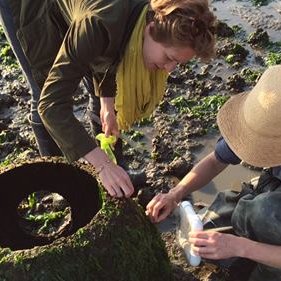 PointPinoleOysterMonitoring