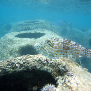 coralpropagation