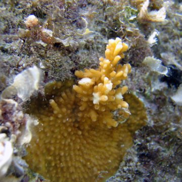 December 2006 Monitoring By Dr. Catherine Jadot and Reef Ball Coral Team