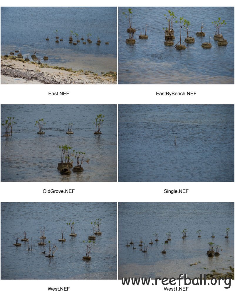 Mangroves1102