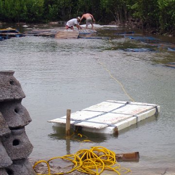 Deployment of Red Mangrove Pots to the Nursery Water & Planters In Water Photos