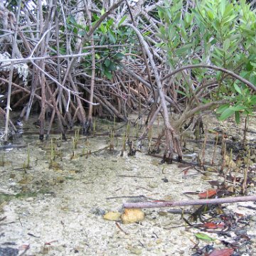 blackmangroveairroots