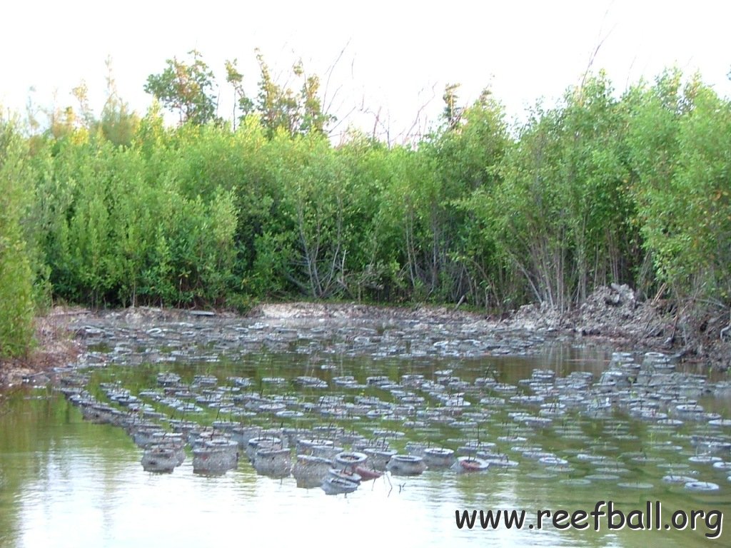 MANGROVE FULL1