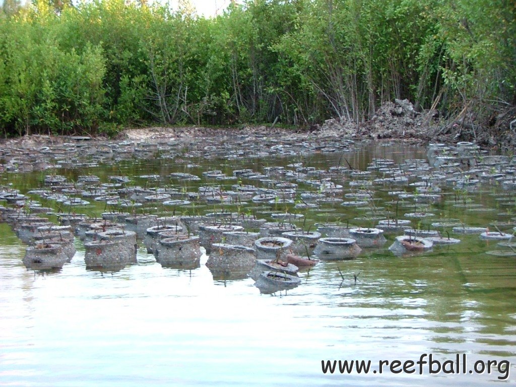 MANGROVE FULL2