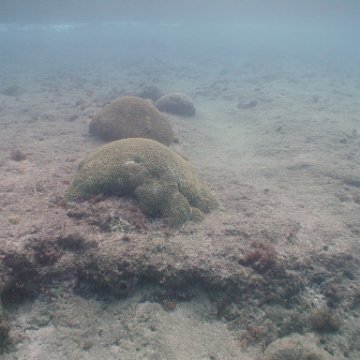 curocaobocaunderwaterleesurvey_175