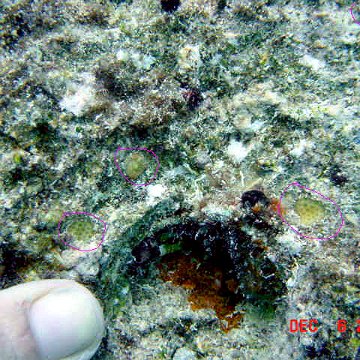 new_coral_recruits
