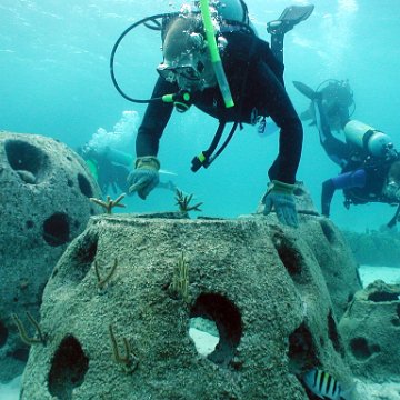 underwaterplanting