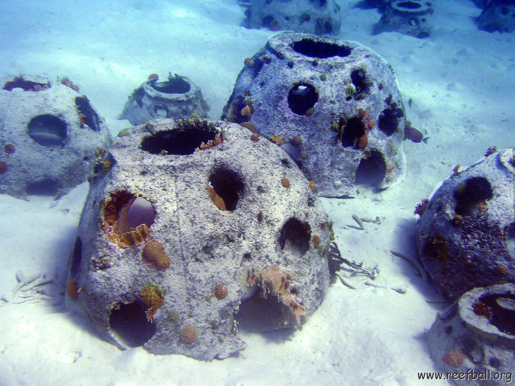 Reefballs with coral growth