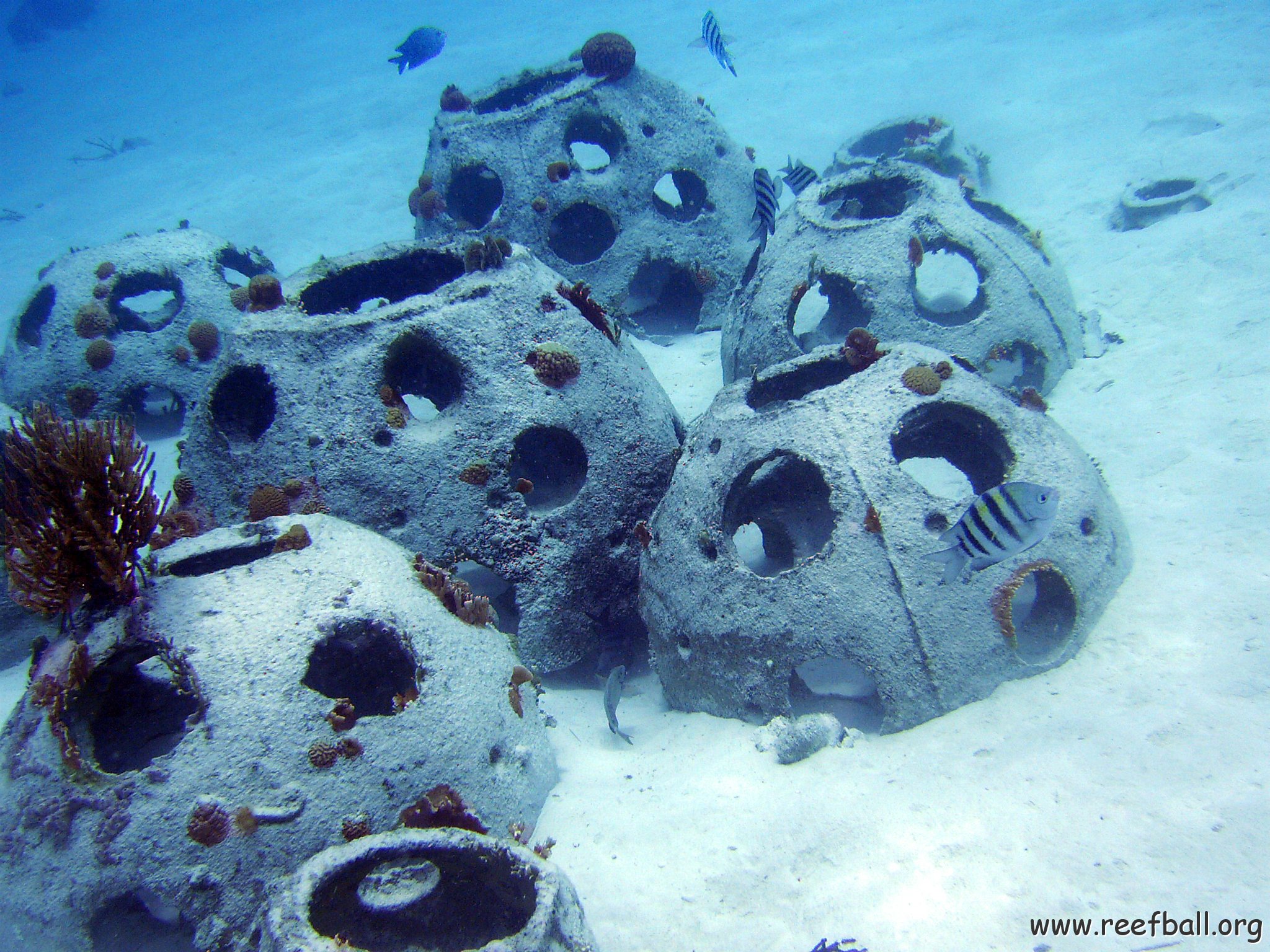 Sergeant Majors show off Reefball colony