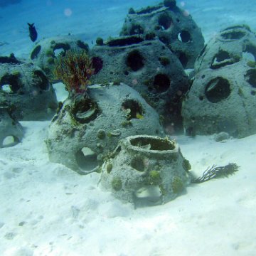 Reefball colony