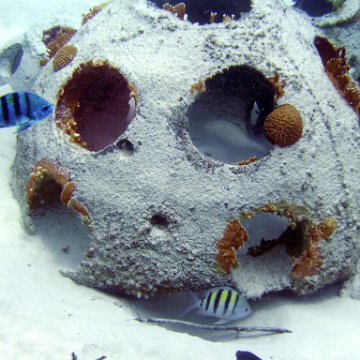 Reefball with Brain and Fire Coral growth