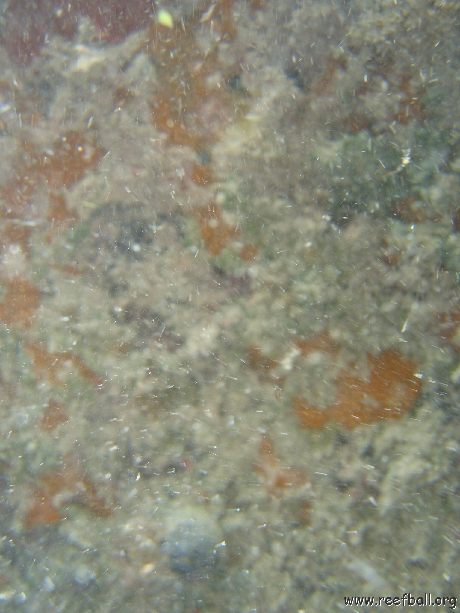 dominicanmay2007biosurveycanoladominicusiberostar 028