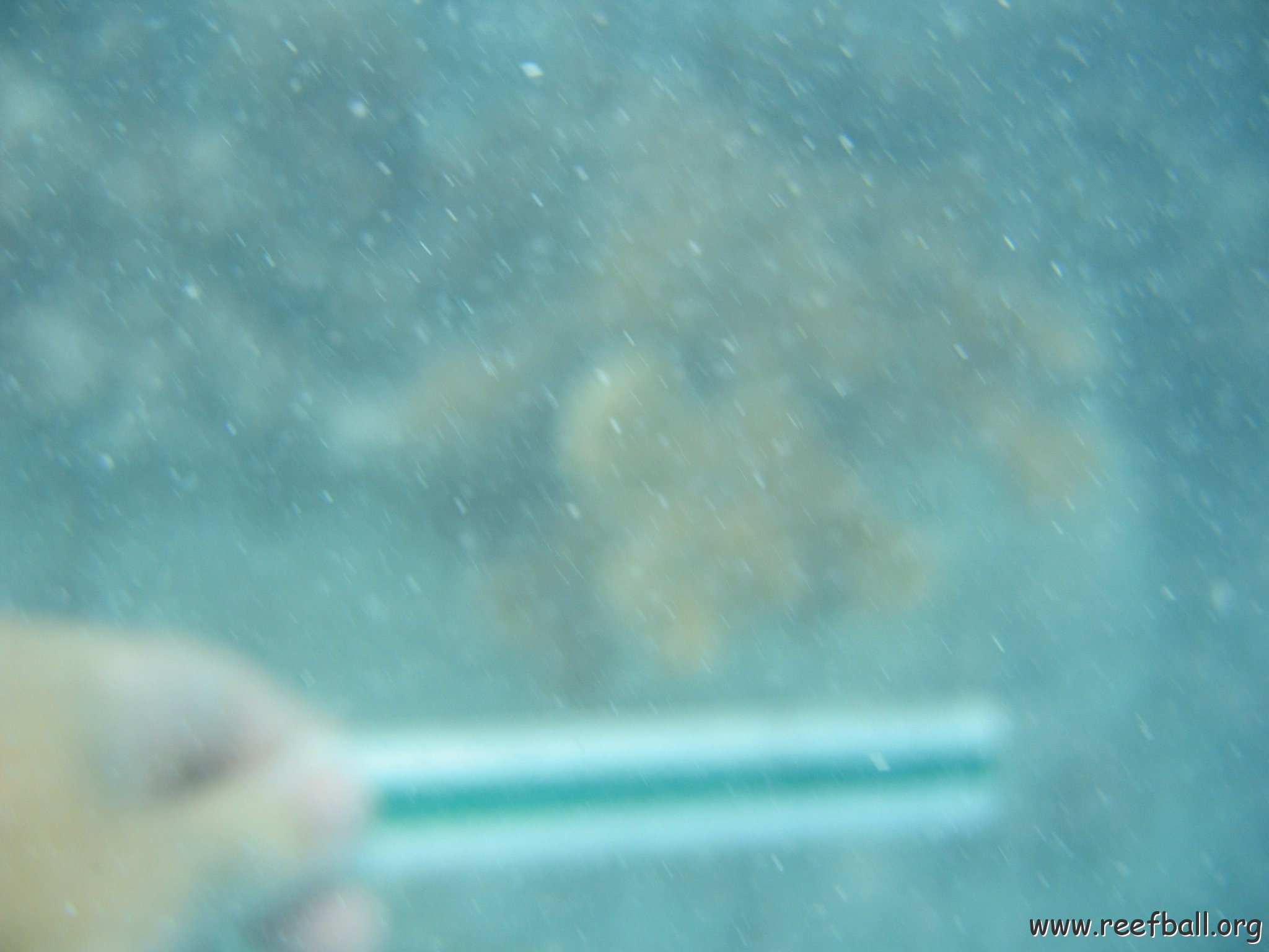 dominicanmay2007biosurveycanoladominicusiberostar 049