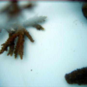 Corals