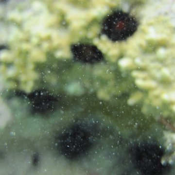 CoralPropagation