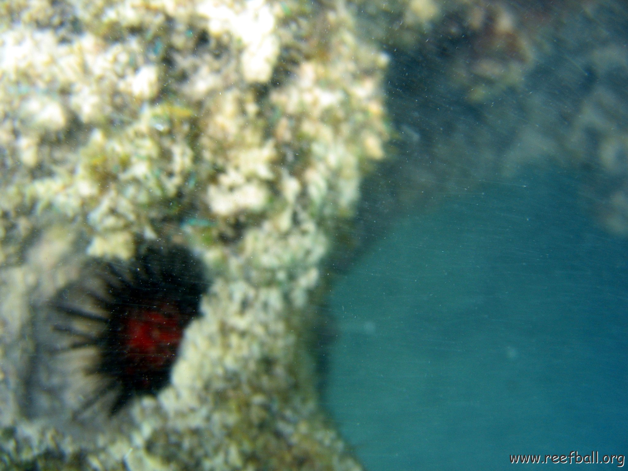 dominicanmay2007biosurveycanoladominicusiberostar 014