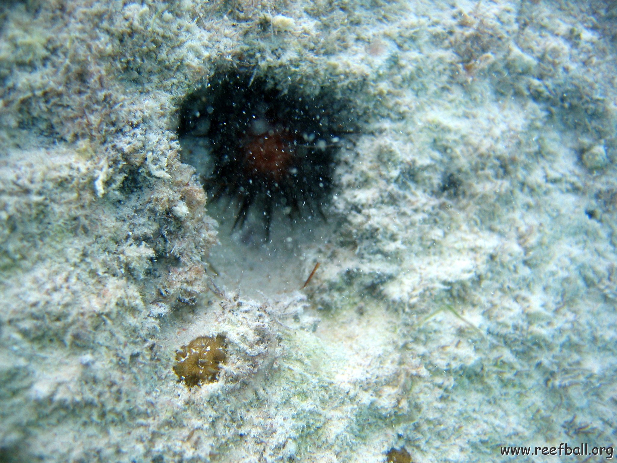 dominicanmay2007biosurveycanoladominicusiberostar 025