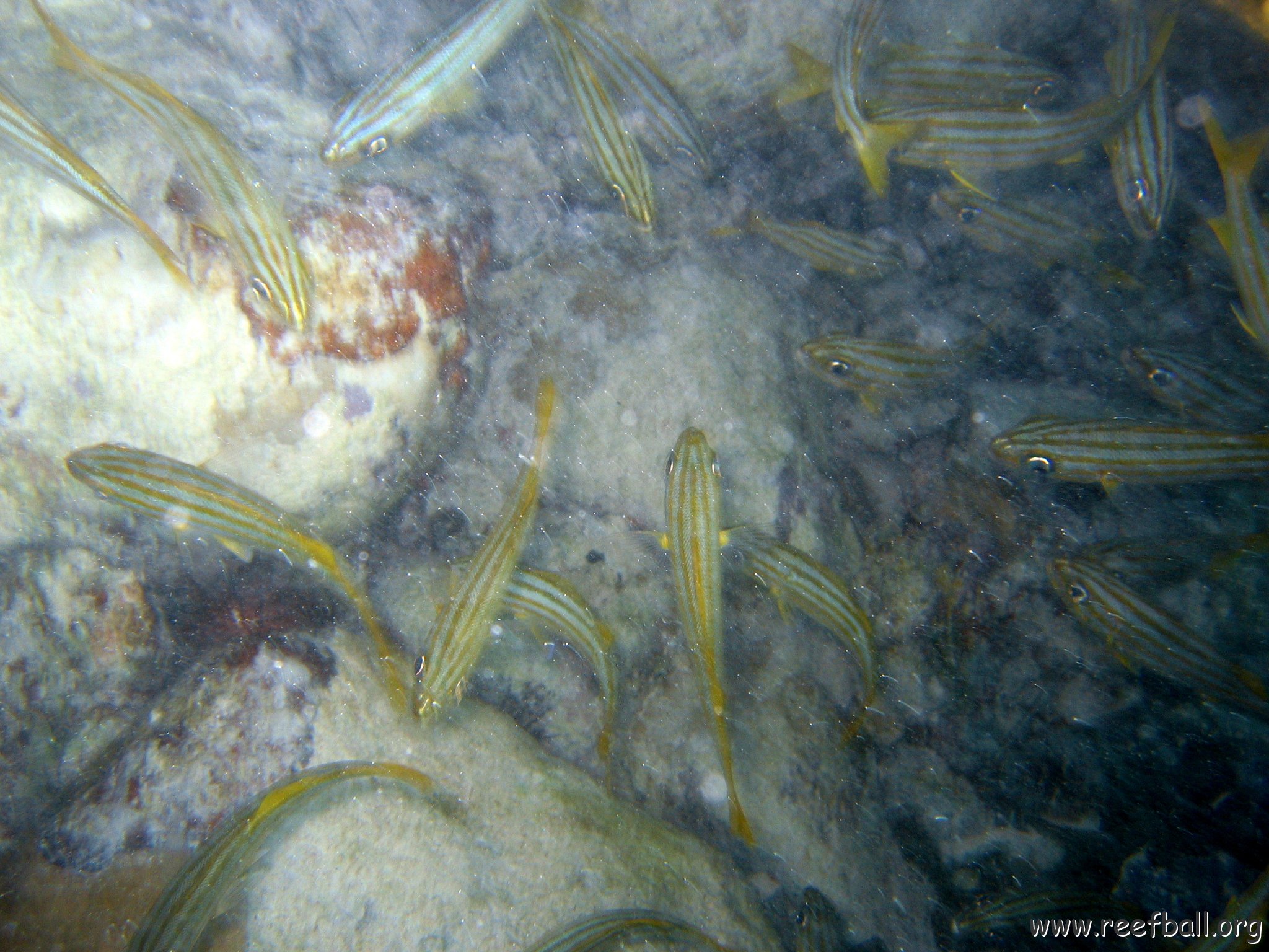 dominicanmay2007biosurveycanoladominicusiberostar 043