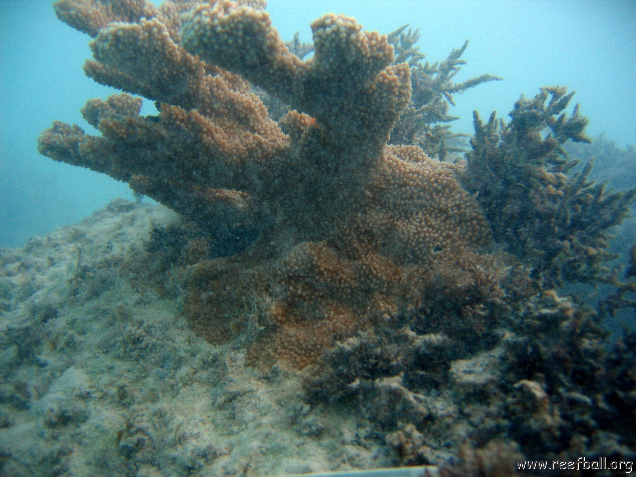 dominicanmay2007biosurveycanoladominicusiberostar 056