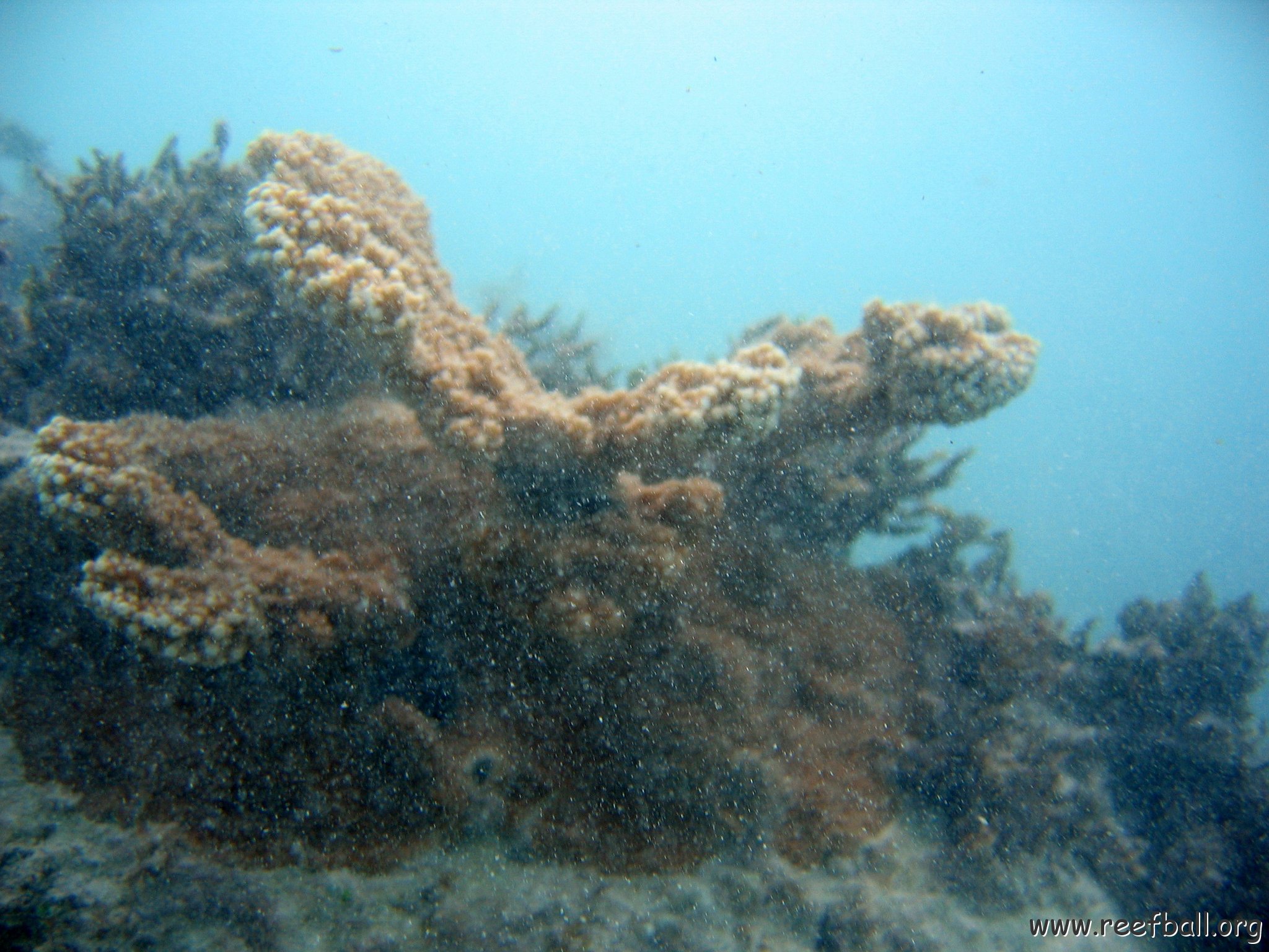 dominicanmay2007biosurveycanoladominicusiberostar 060