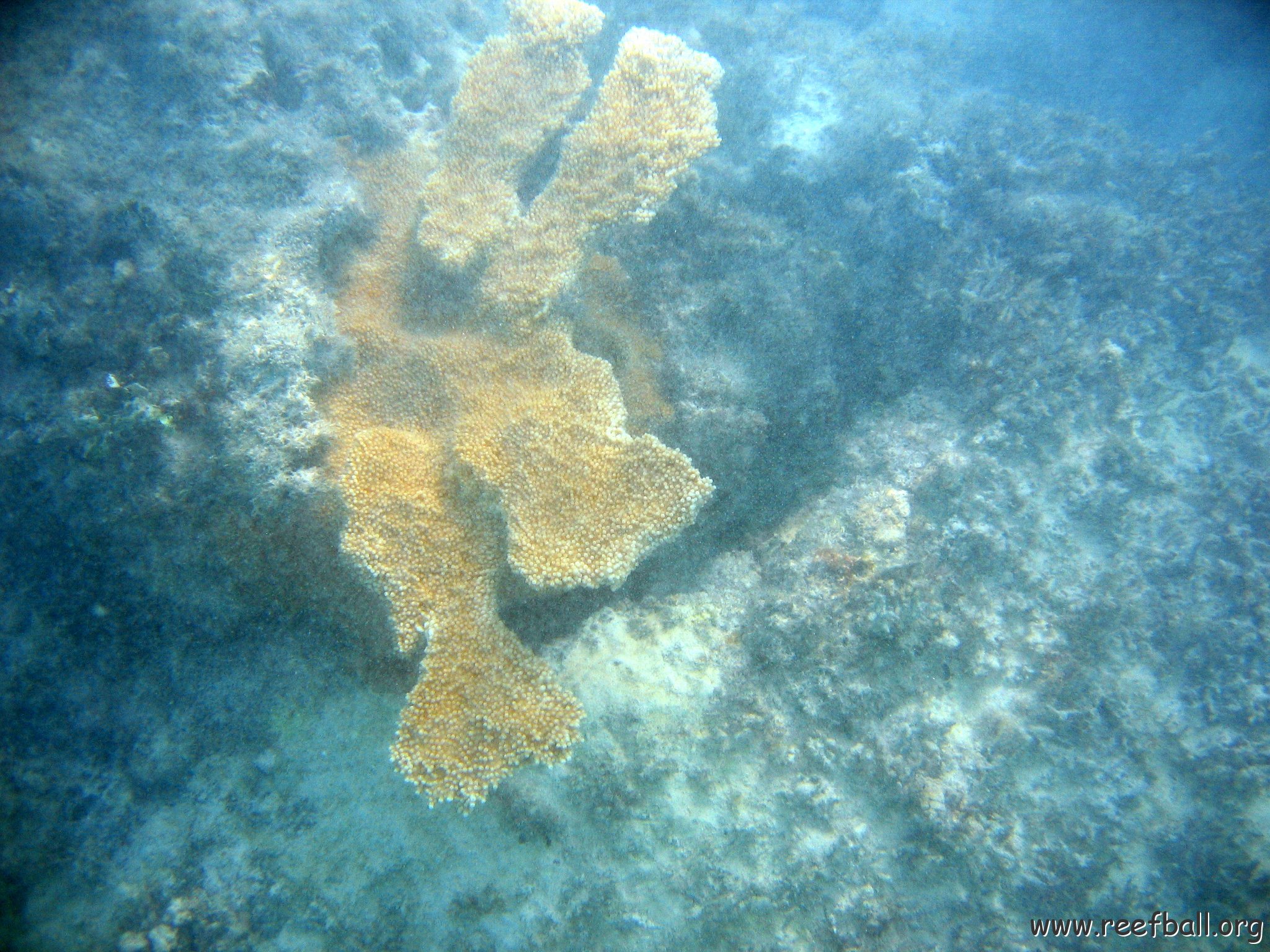 dominicanmay2007biosurveycanoladominicusiberostar 064