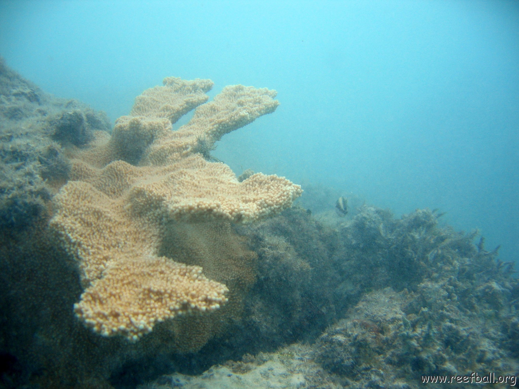 dominicanmay2007biosurveycanoladominicusiberostar 066