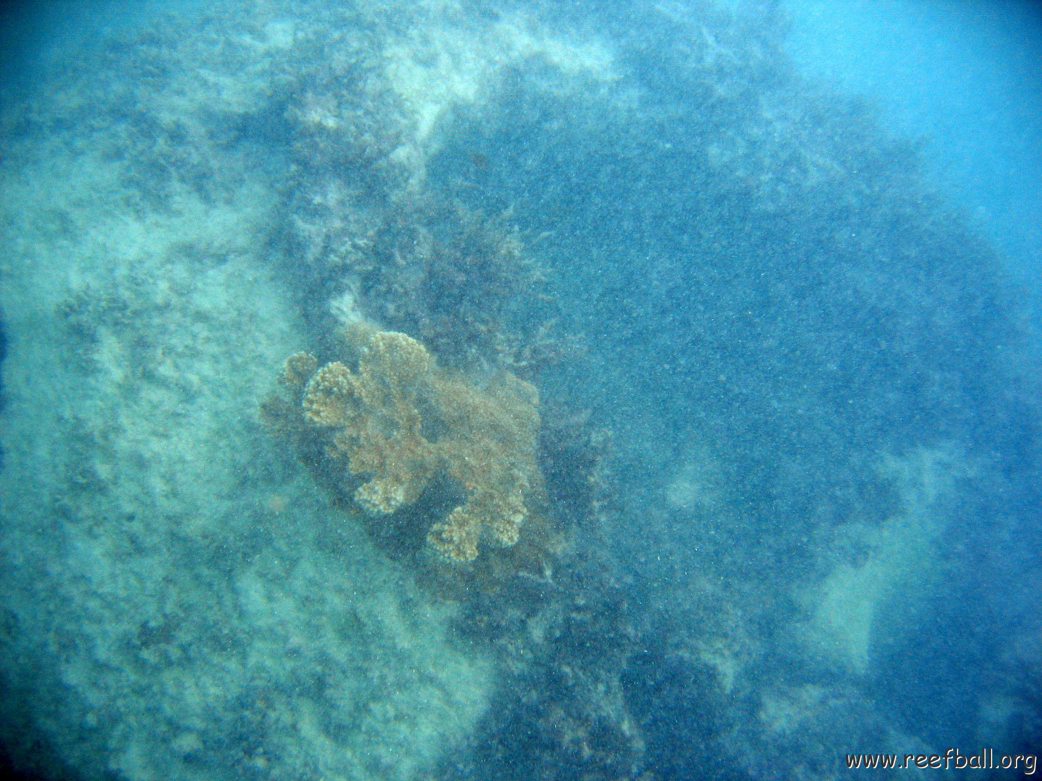 dominicanmay2007biosurveycanoladominicusiberostar 069