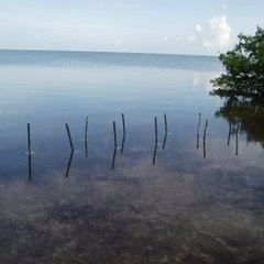 reefball mangroves low tide1 07.22.08