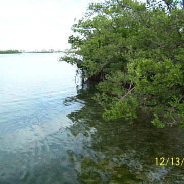 North Causeway Island Reef Ball Projec