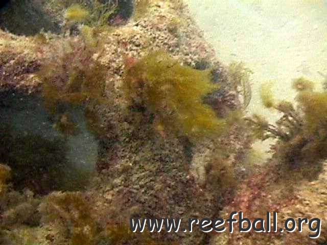 reefballgrowth123