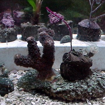 researchtankforcoralpropagationexperiments