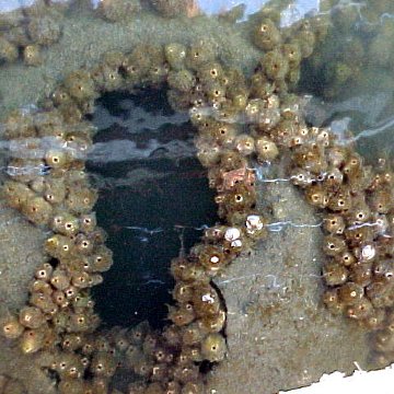 School in the Park Under Dock Reef Ball Project