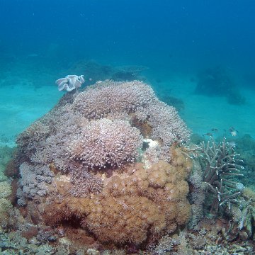 withplantedcorals